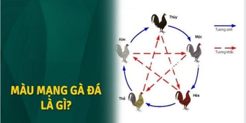 Khái niệm về màu mạng gà đá 